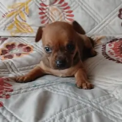 Female Chiweenie Puppy