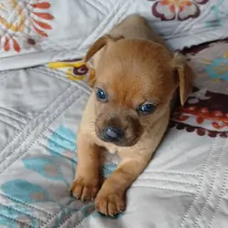 Chiweenie Puppy
