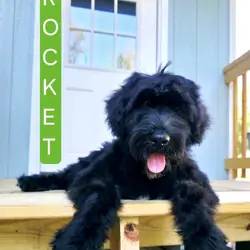 AKC Giant Schnauzers