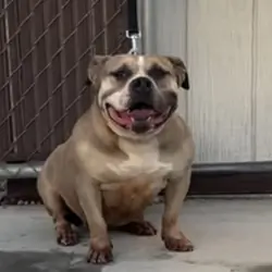 Pocket American bully female