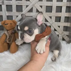 lilac & tan male french bulldog