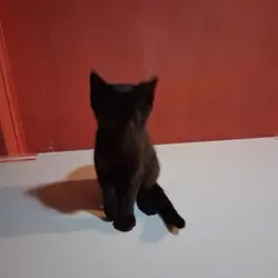 I'm looking to Rehome two kittens