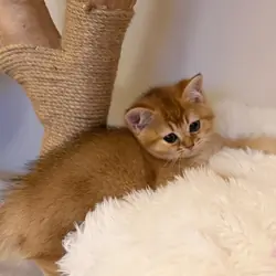 Golden BSH 100% Pure pedigree Registered