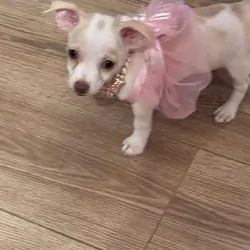 Toy Chihuahua