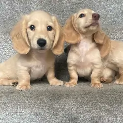 REDUCED READY NOW Longhair cream mini dachshund