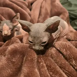 Sphynx kittens