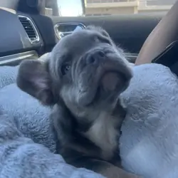 Frenchie