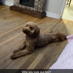 2 year old golden doodle medium size dog