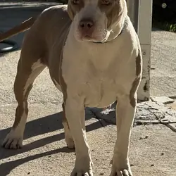 American bully female