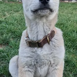 Husky puppy