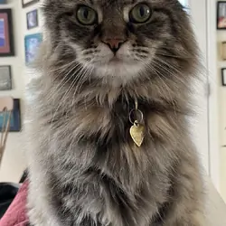 Maine Coon