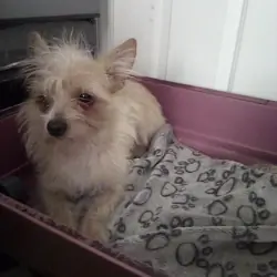 Microchipped Chihuahua mix puppy