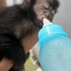 Energetic male Capuchin monkey.