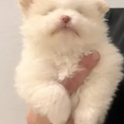 Pomeranian