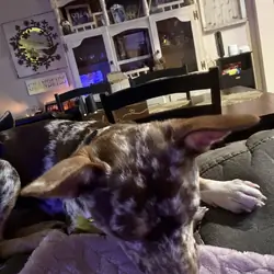 Chihuahua Dog