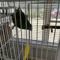 White winged canary