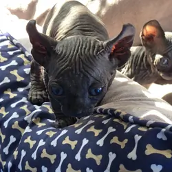 Sphynx Kittens