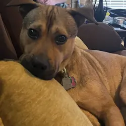 5 yr old black mouth cur