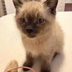 Beautiful Ragdoll