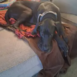 Great dane