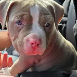 Beautiful Blue Pit Bull Puppy Ready for new home