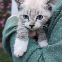 Fluffy Ragdoll Mixed Kittens