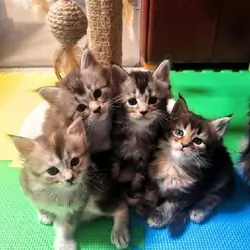 European Maine Coon Kittens