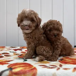 Toy poodle