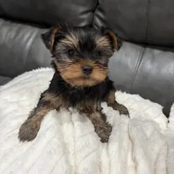 Yorkies