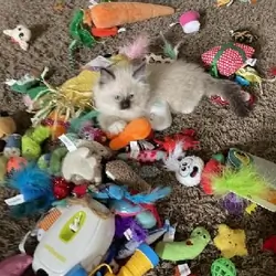 Pure ragdoll kittens ready for pickup