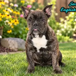 Jackson Male English Bulldog