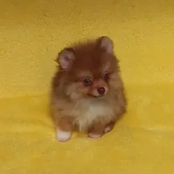 Tiny   Teddy  Bear Pomeranian  Puppy Male