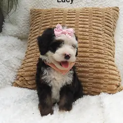 Lucy