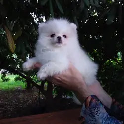 Teacup Ice  White   Pomeranian   Puppy Male