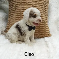 Cleo