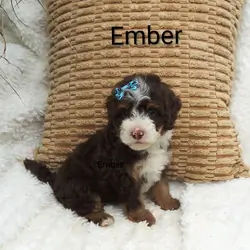 Ember