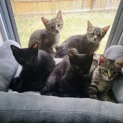 8 we old Kittens