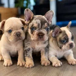 Merle French bulldogs