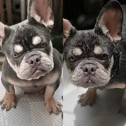 French bulldog
