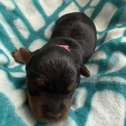 Yorkshire Terrier