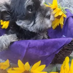 mini schnauzer puppies