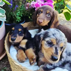 Dachshund