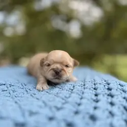 Male ShihTzu