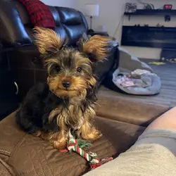 Two 15 week old Toy Yorkies