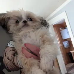 Puppy