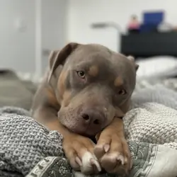 Luna - pitbull terrier