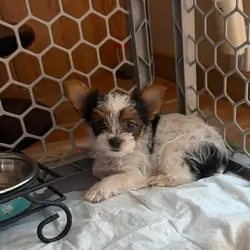 Yorkie Female