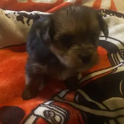Yorkshire Terrier Puppy!!!