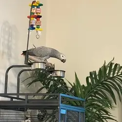 Congo African Grey Parrot Specie