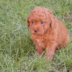 goldendoodle – Labradoodle